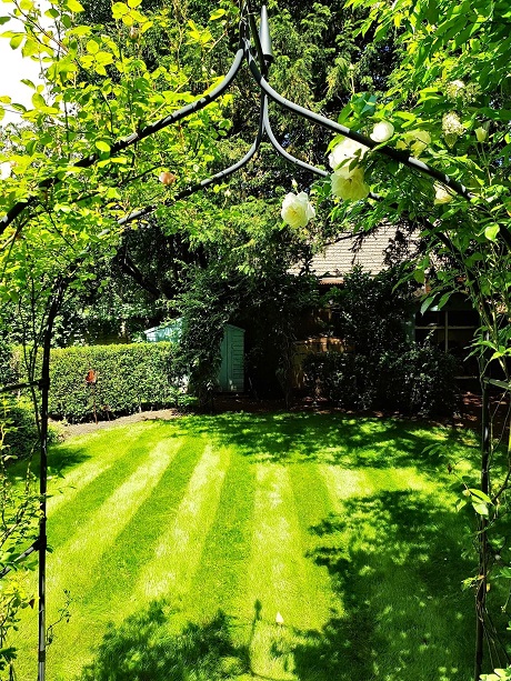 BS Shady Place Grass Seed